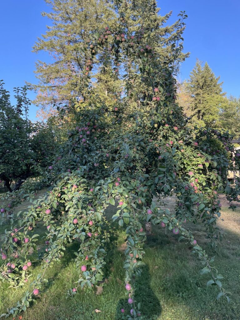 My apple trees this year are bringing me joy 😍