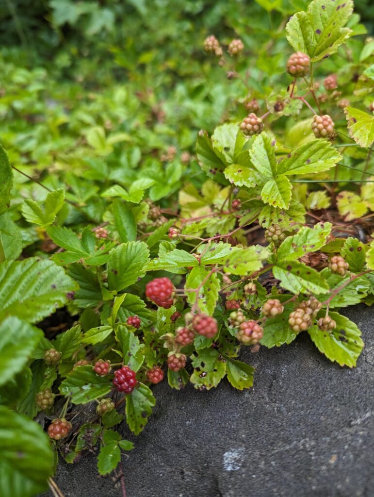 Is this a blackberry?
