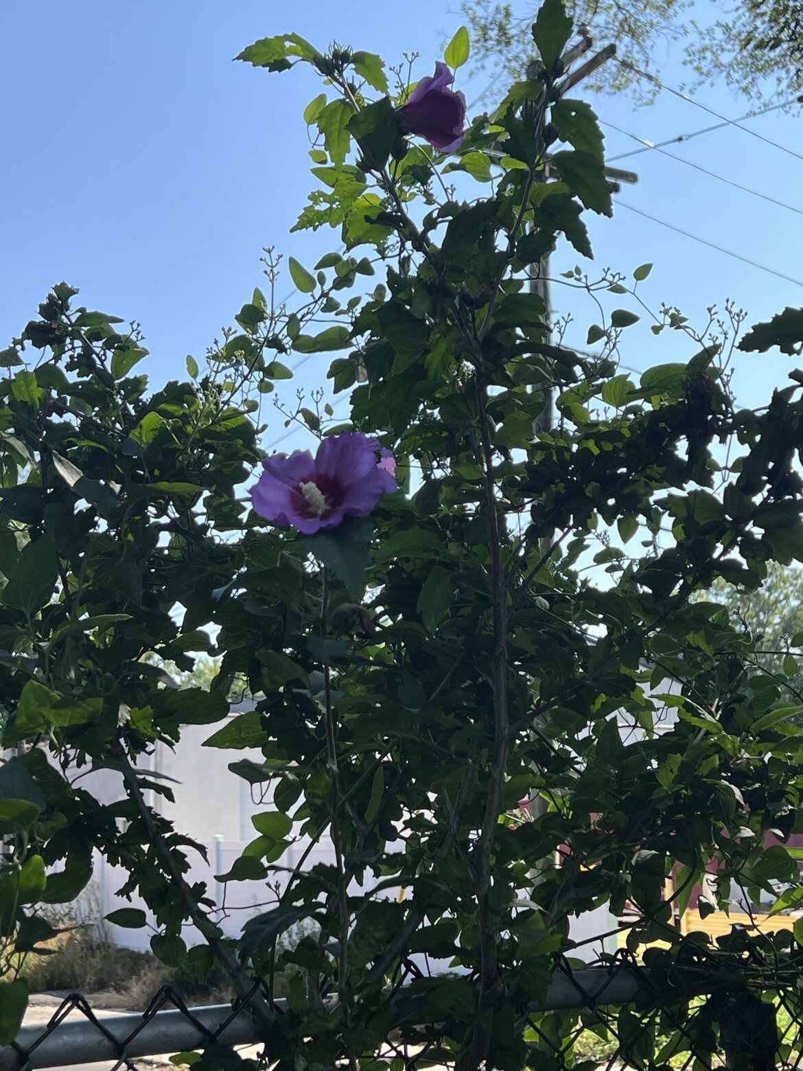 Growing in my Grandmoms back yard