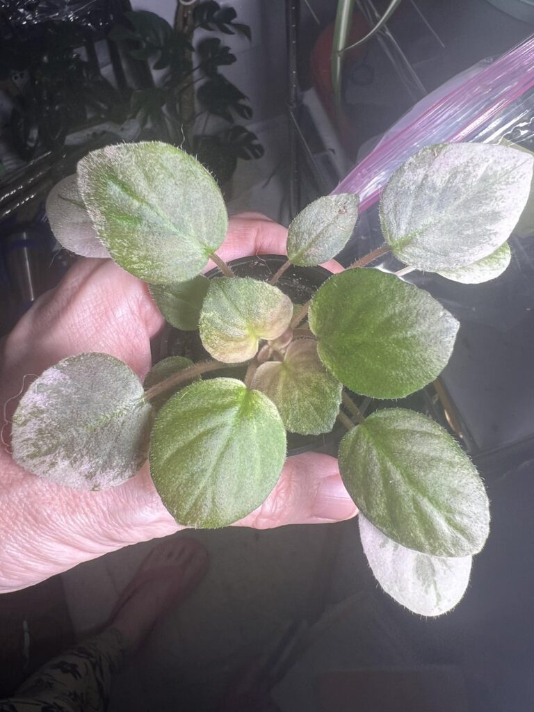 Is this a nutrient deficiency? I feed it Schultz AV food. Does that ‘go bad’? Is this a nutrient deficiency? I feed it Schultz AV food. Does that ‘go bad’?