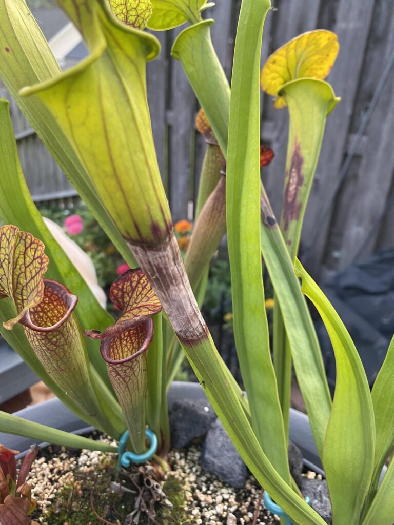 Help! Rotting pitchers, normal?