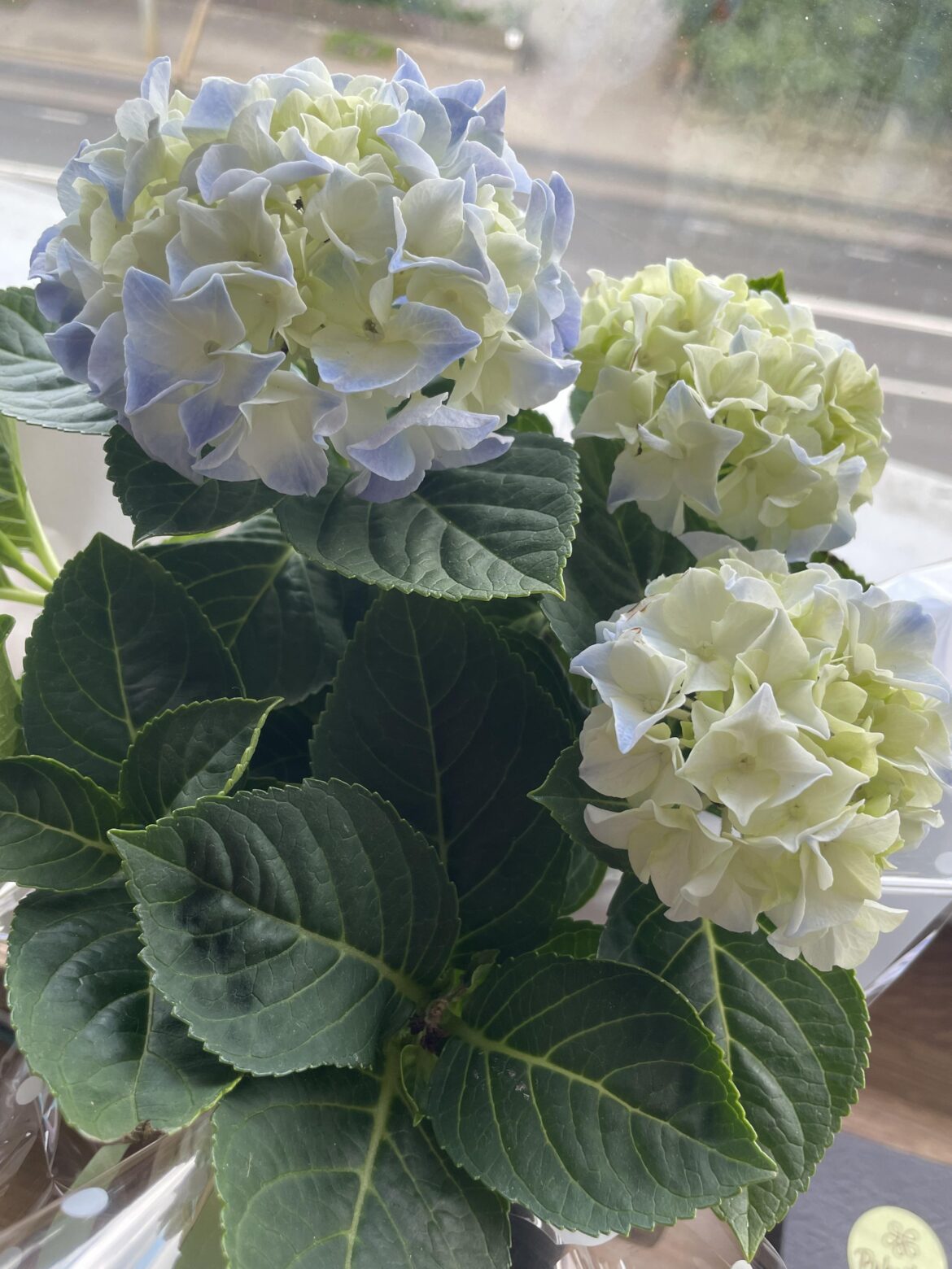 Hello, what flower is this can anybody tell?