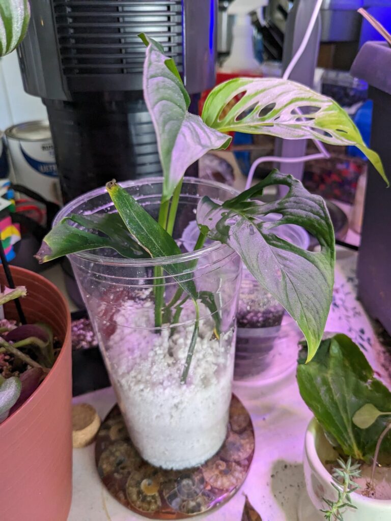 Help with Monstera Adanonsii burnt leaves