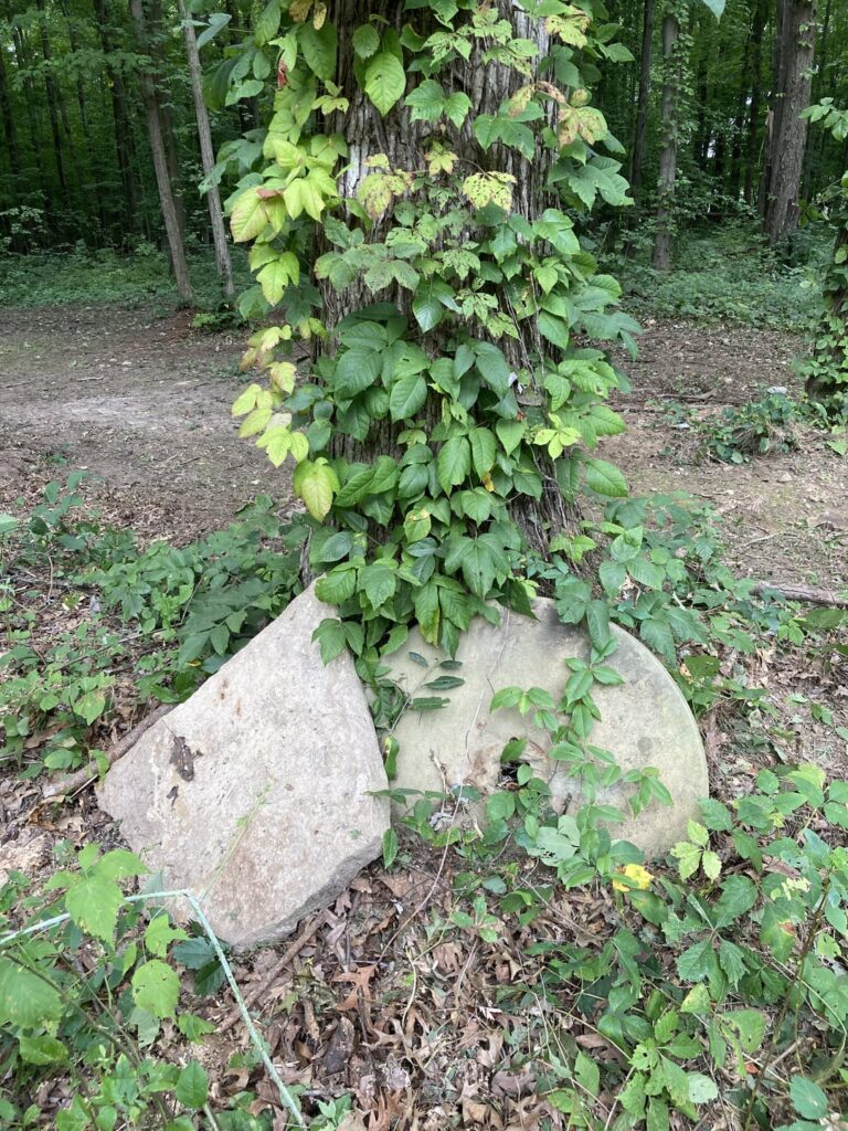 Clearing the woods, and here’s a sandstone millstone. What do I do with it?