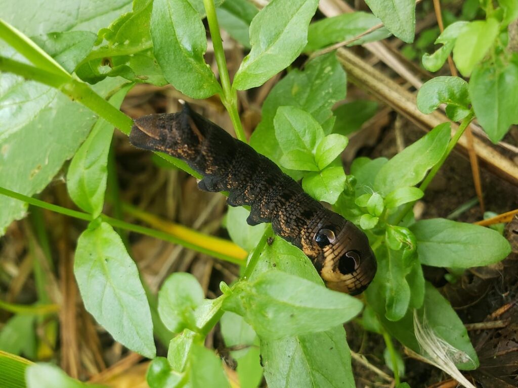 Elephant hawk moth caterpillar hiding in the weeds