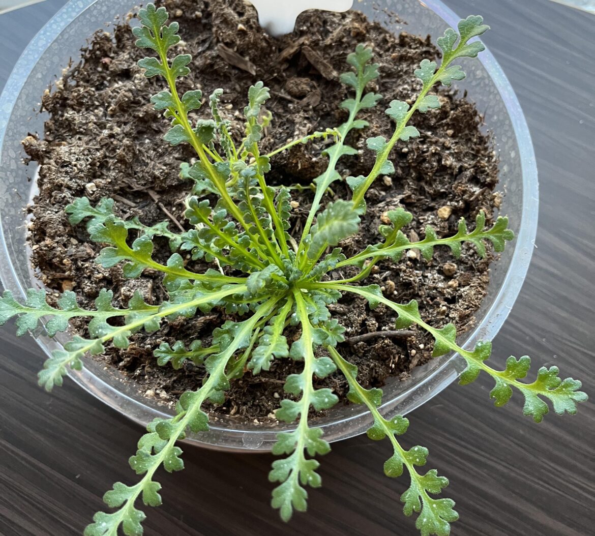 Flowering Plant Flowering Plant