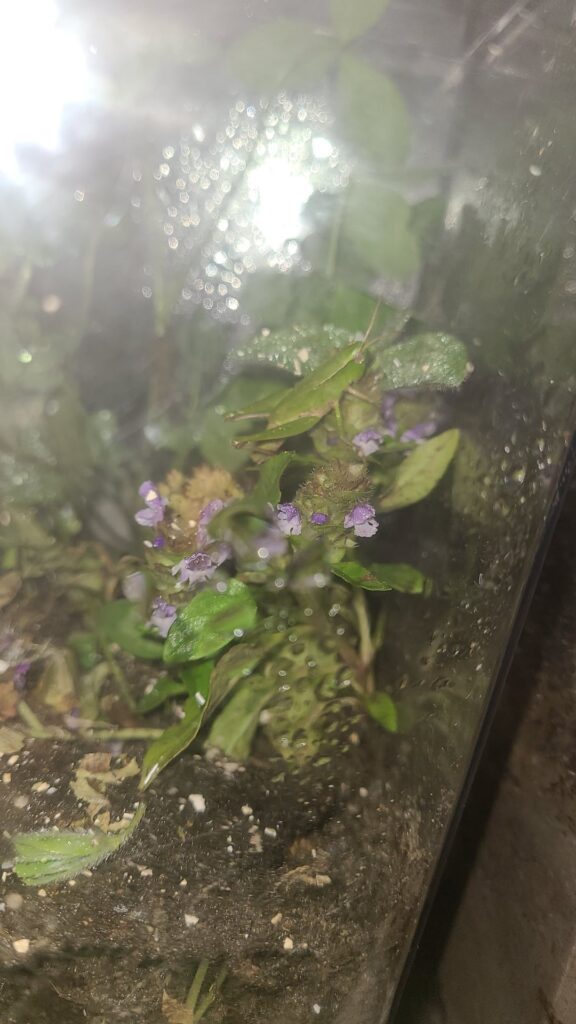 My new Girl Bun Bun the grasshopper