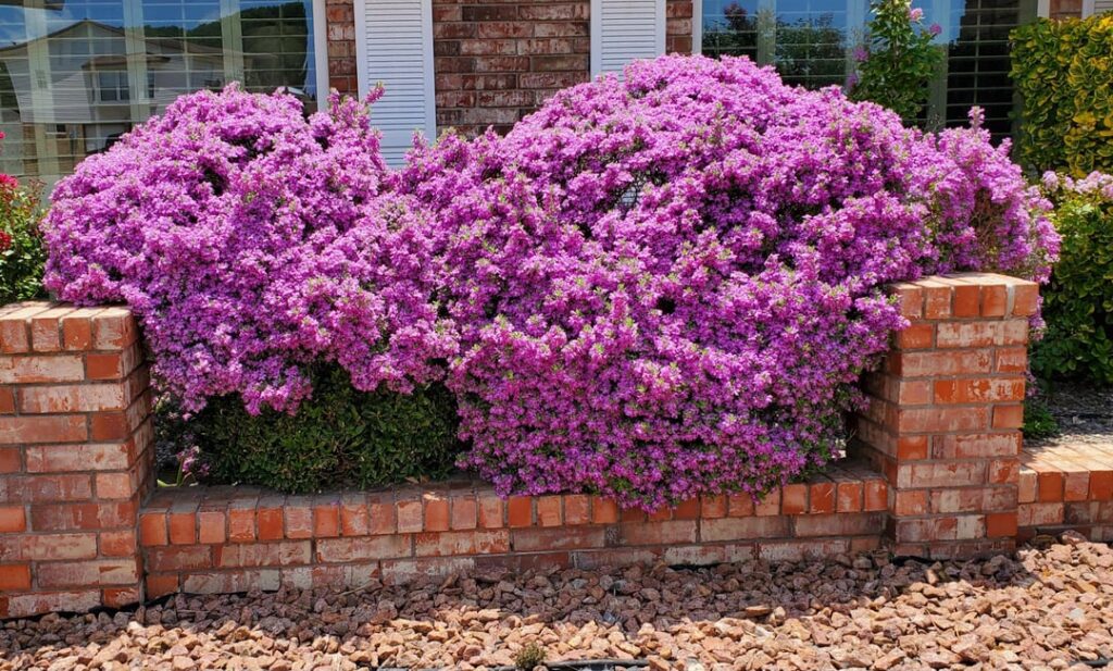 Two types of sage 🤩