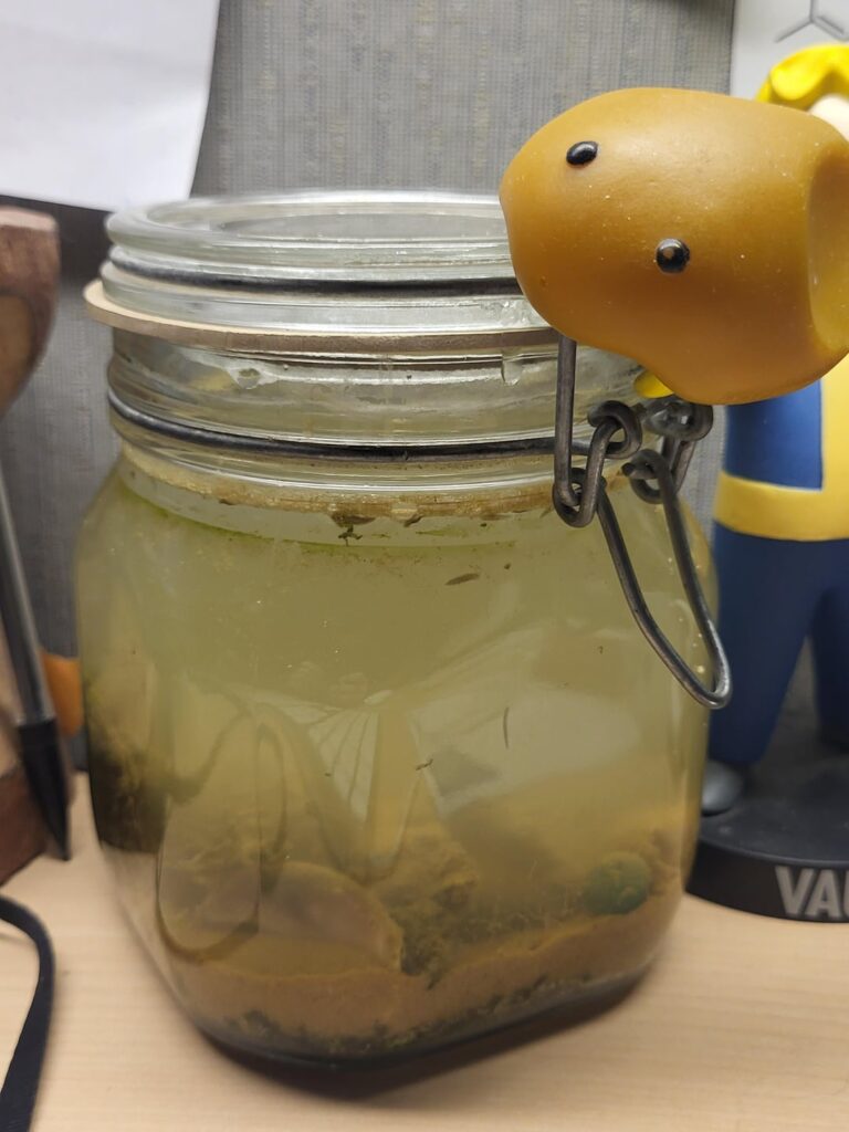 My new closed ecosphere. Collected water, algae, and some sand from a lake. Tons of planaria, snails and amphipods