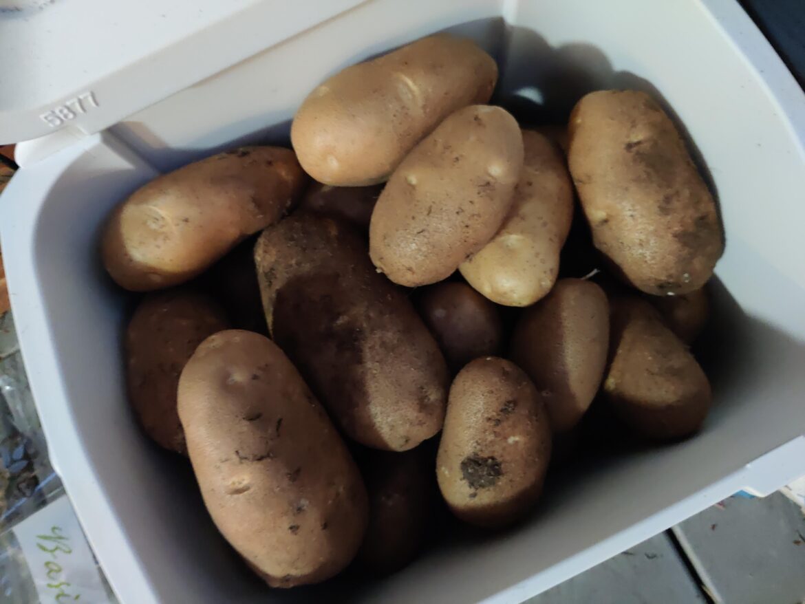 43 potatoes from 4 original sprouted grocery store russets.