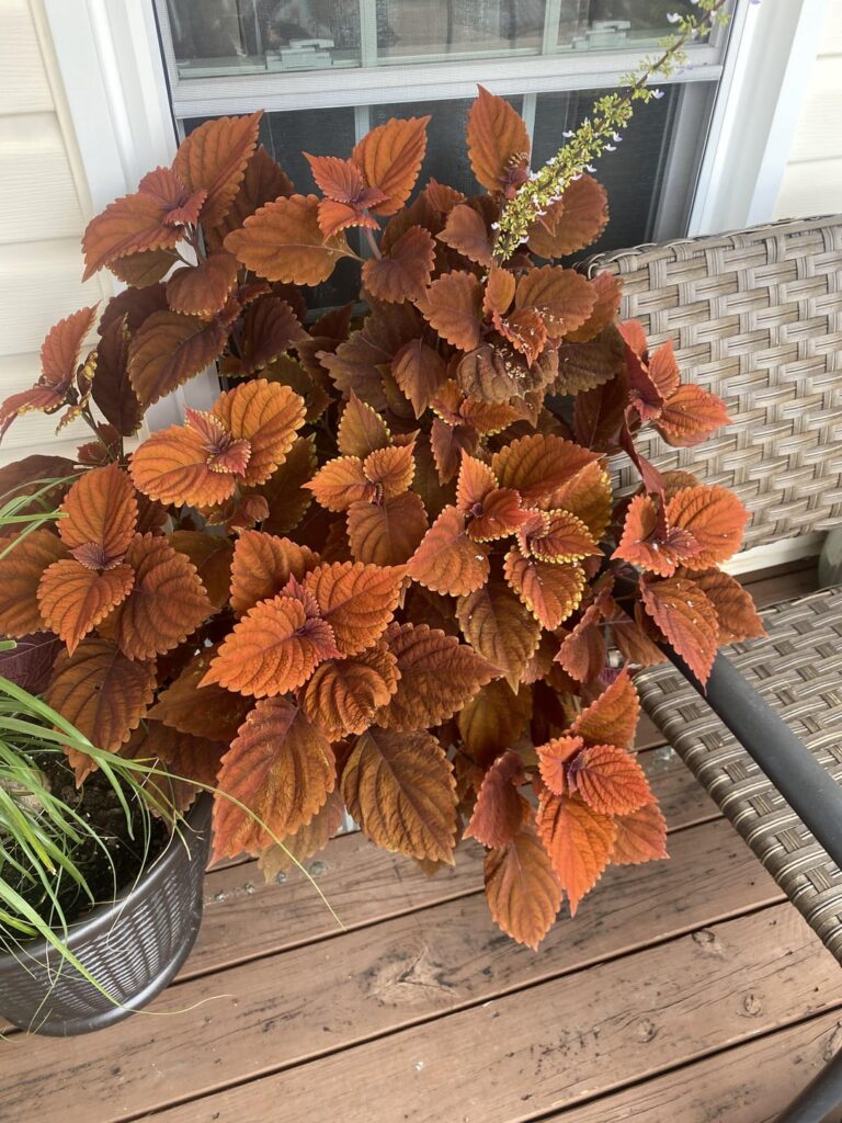 How can I prepare these plants for winter? Should I clone the first two plants?