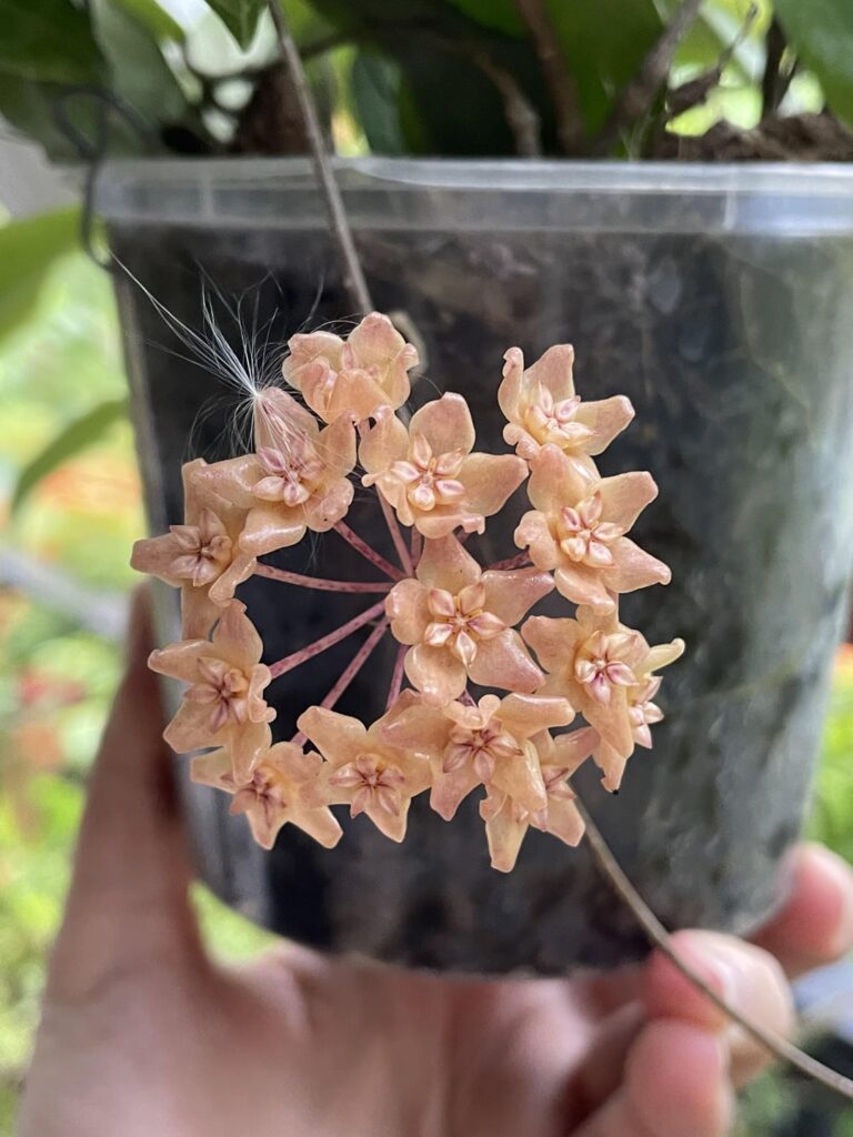 Quezon Sp. bloomed, and while pretty, it’s first few blooms were a lighter yellow, that deepened into this 😂