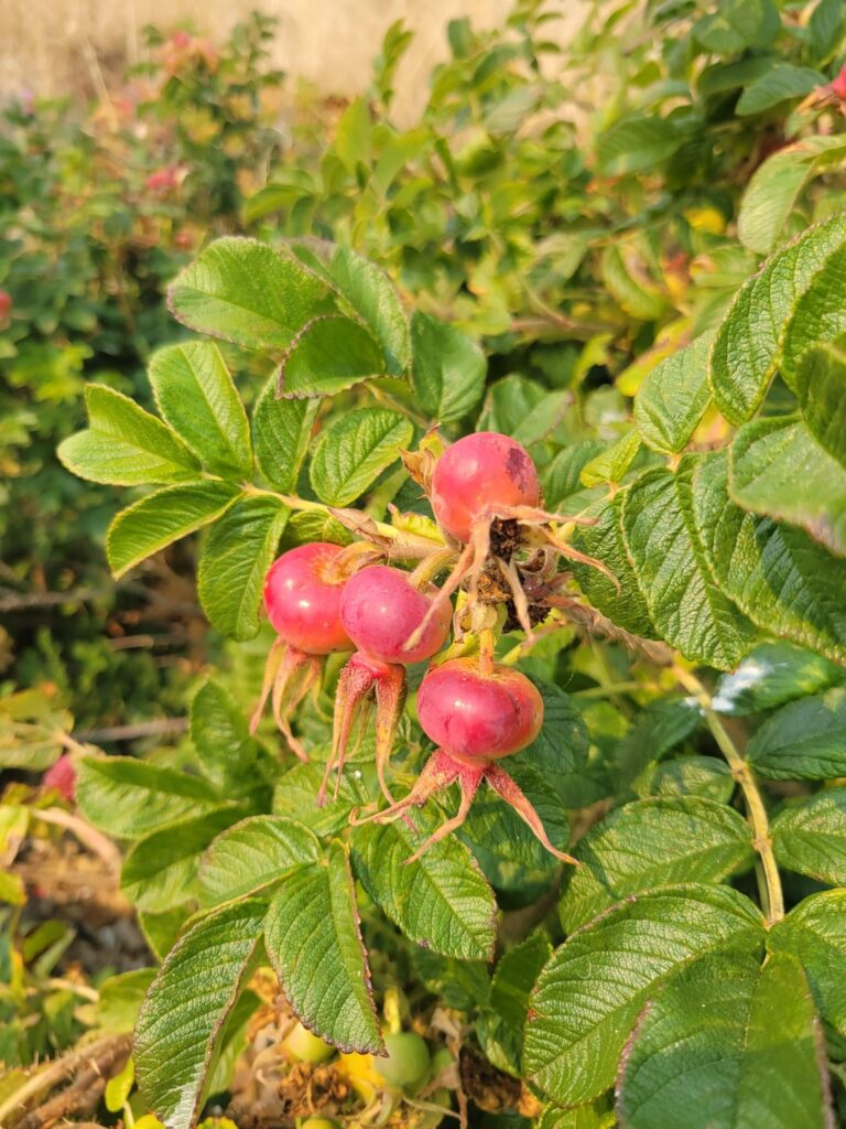 What are these berries? Found on the WA coast around Puget Sound