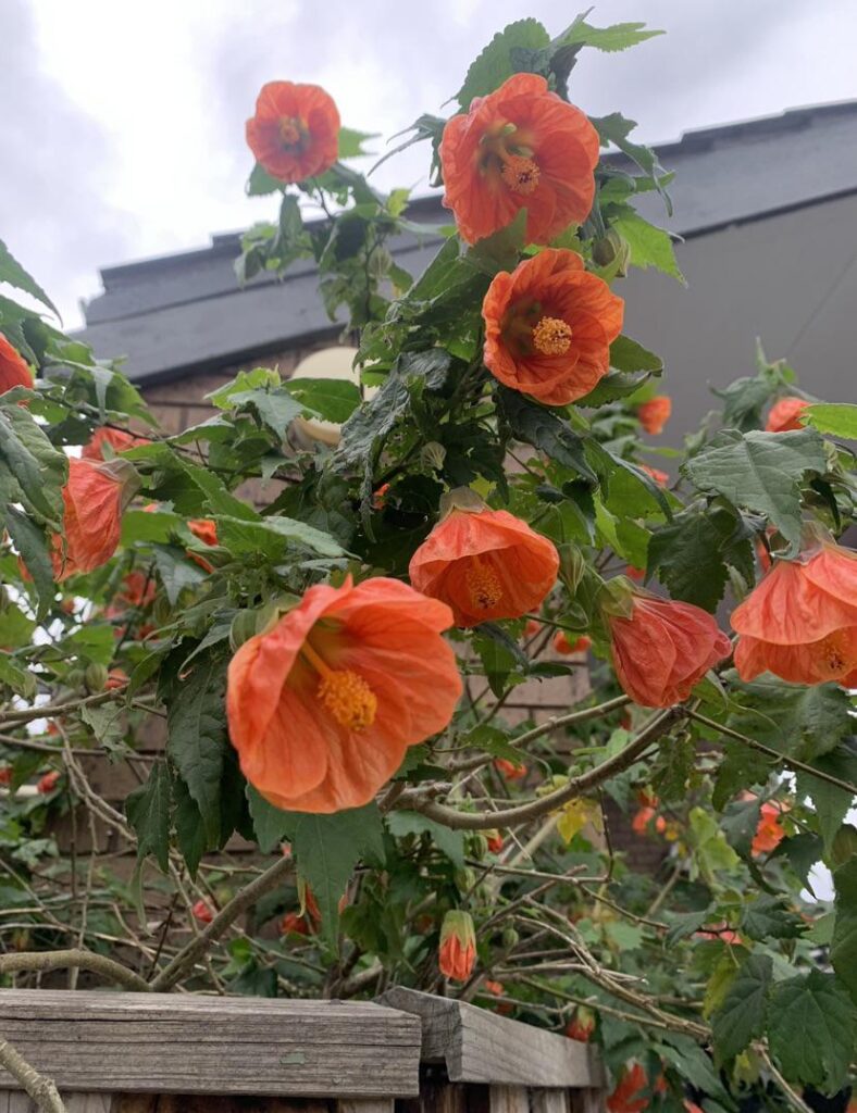 What tree/flower is this?