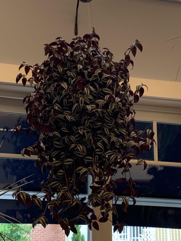 Saw this beauty hanging in a well lite restaurant. What it’s name??