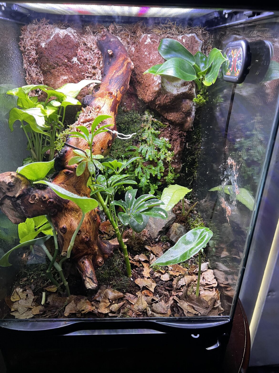 Question about a hide and my substrate