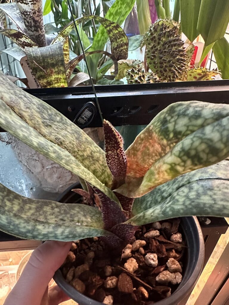 Is that what I think it is?!? 😱