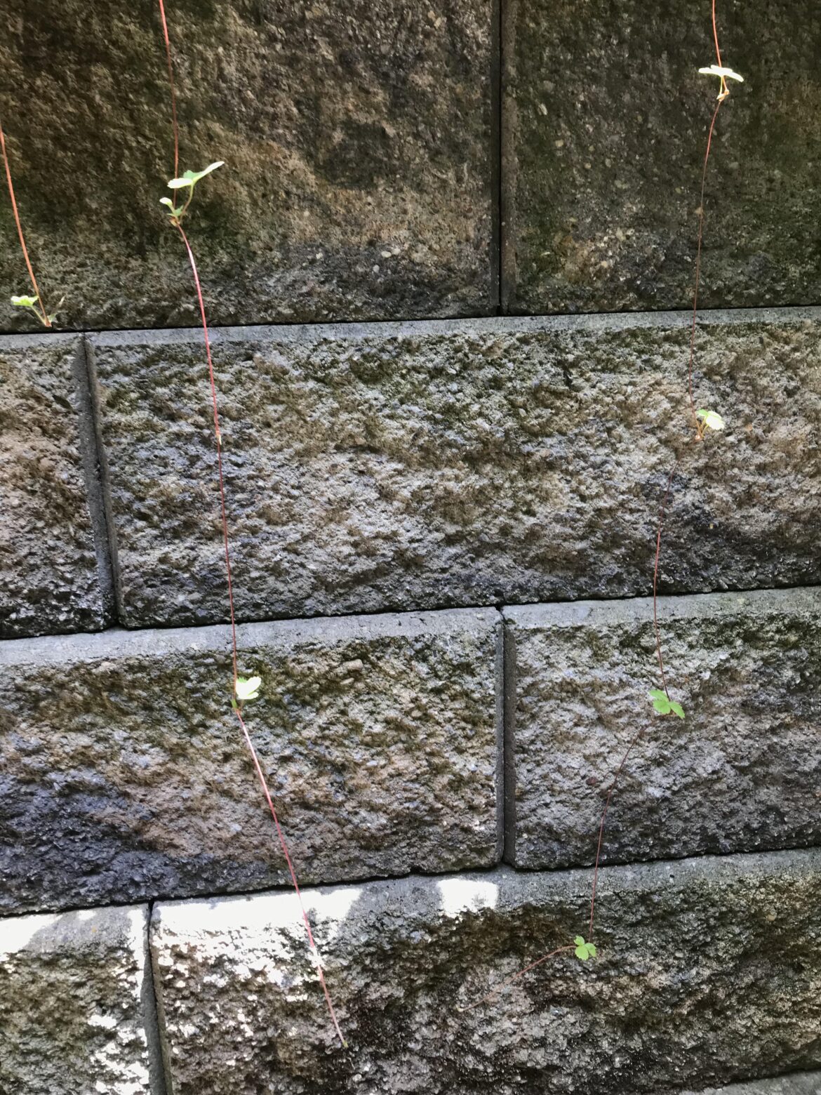 Did you know that wild strawberries will send runners off high ledges?
