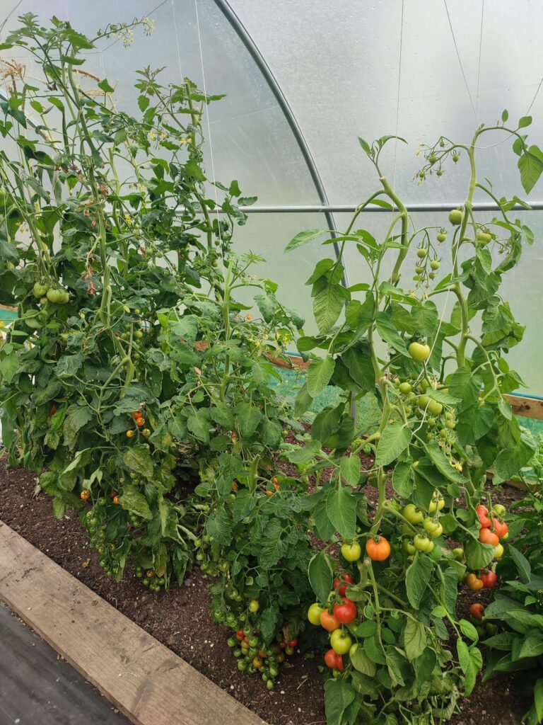 Great tomato harvest this year!