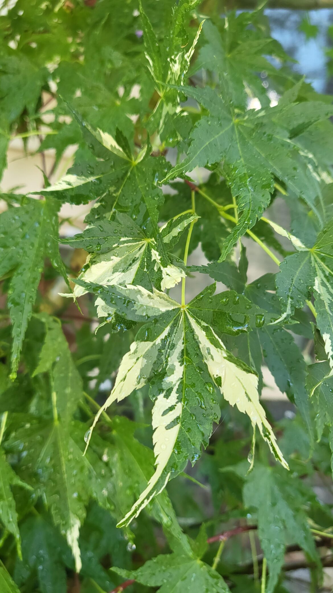 My neighbor has this variegated maple tree and she said I can propagate it. How should I go about that?