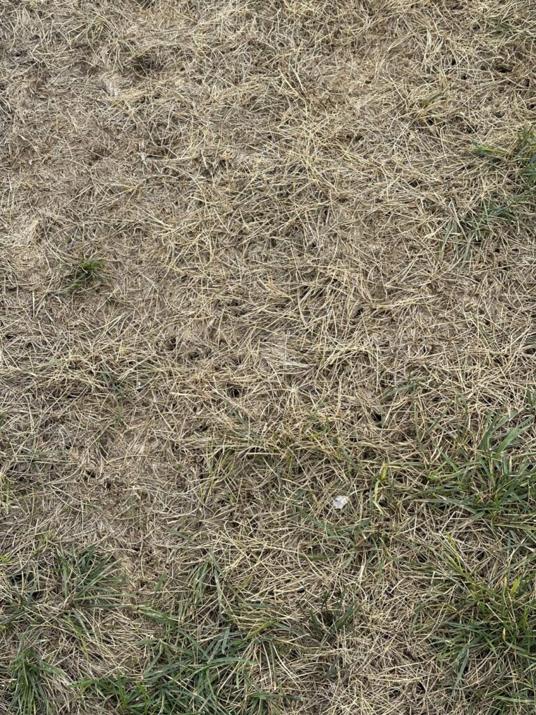 What is killing my lawn?