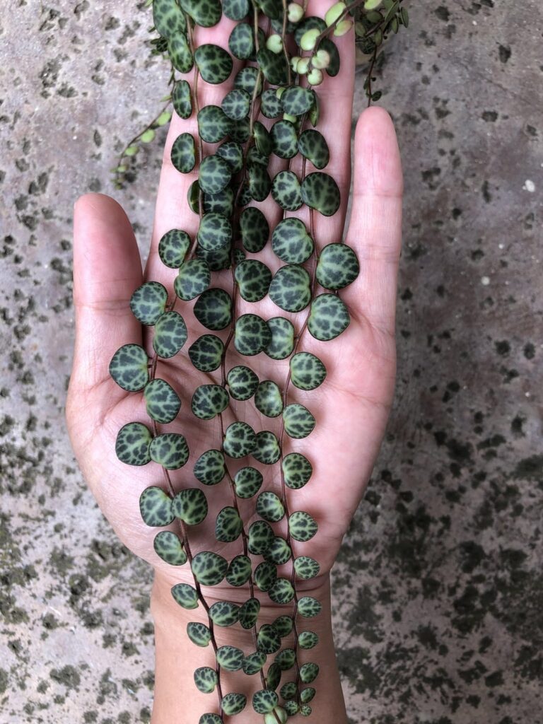 So in love with the satin finish on these turtles!