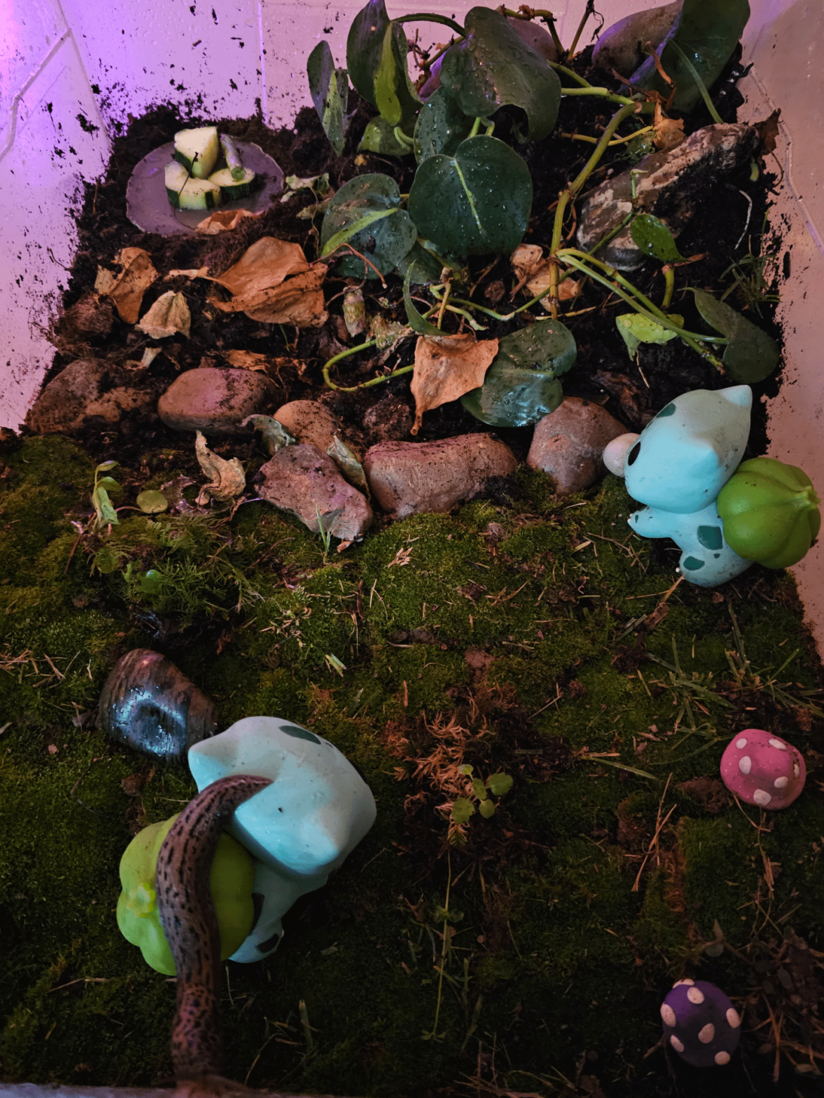 New home for my slug