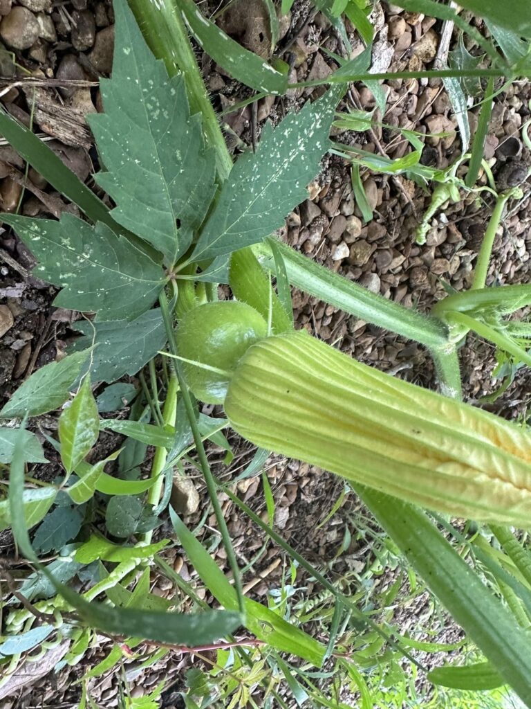 Am I FINALLY getting a female flower?