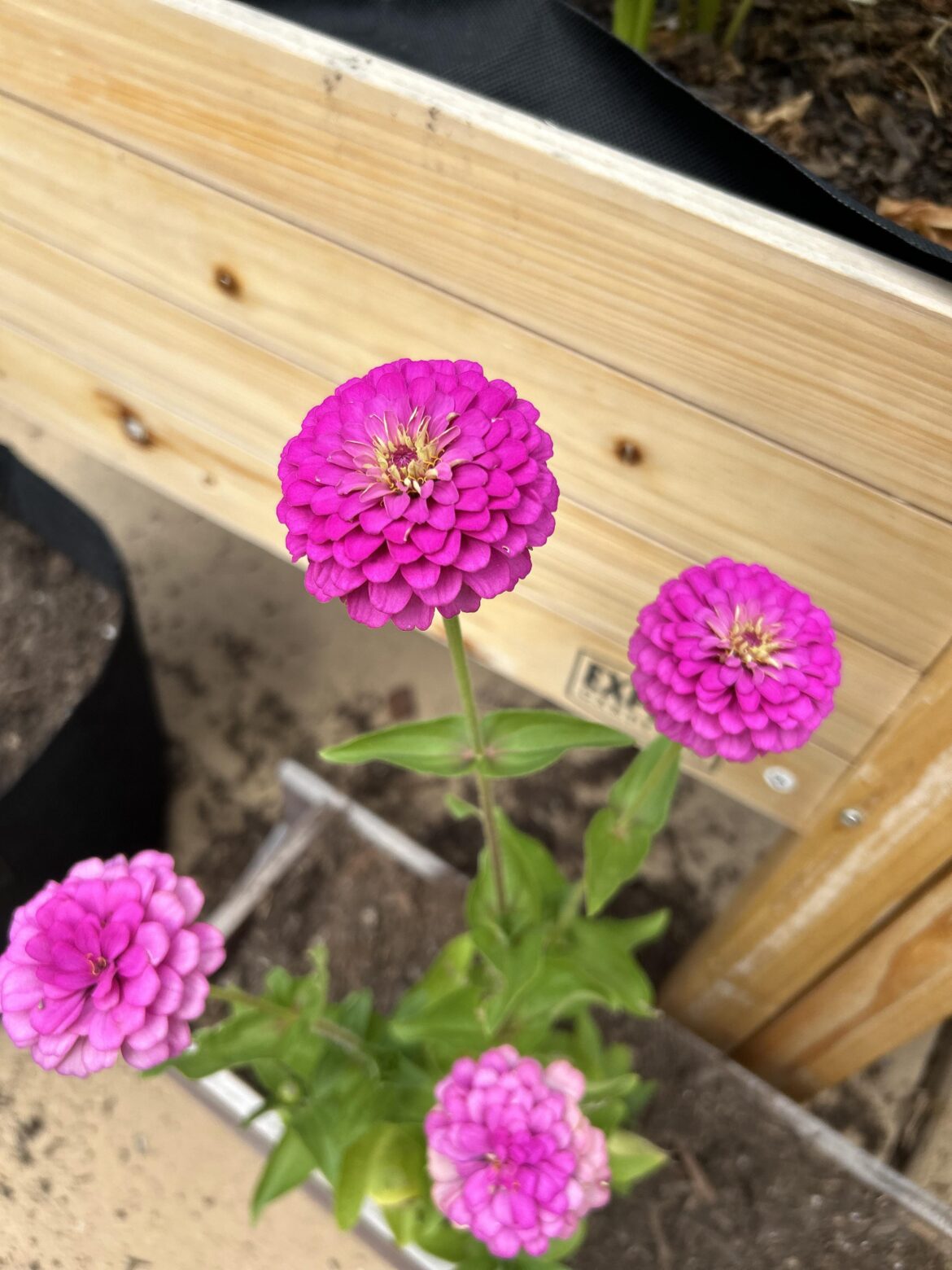 I did this (first year gardener)