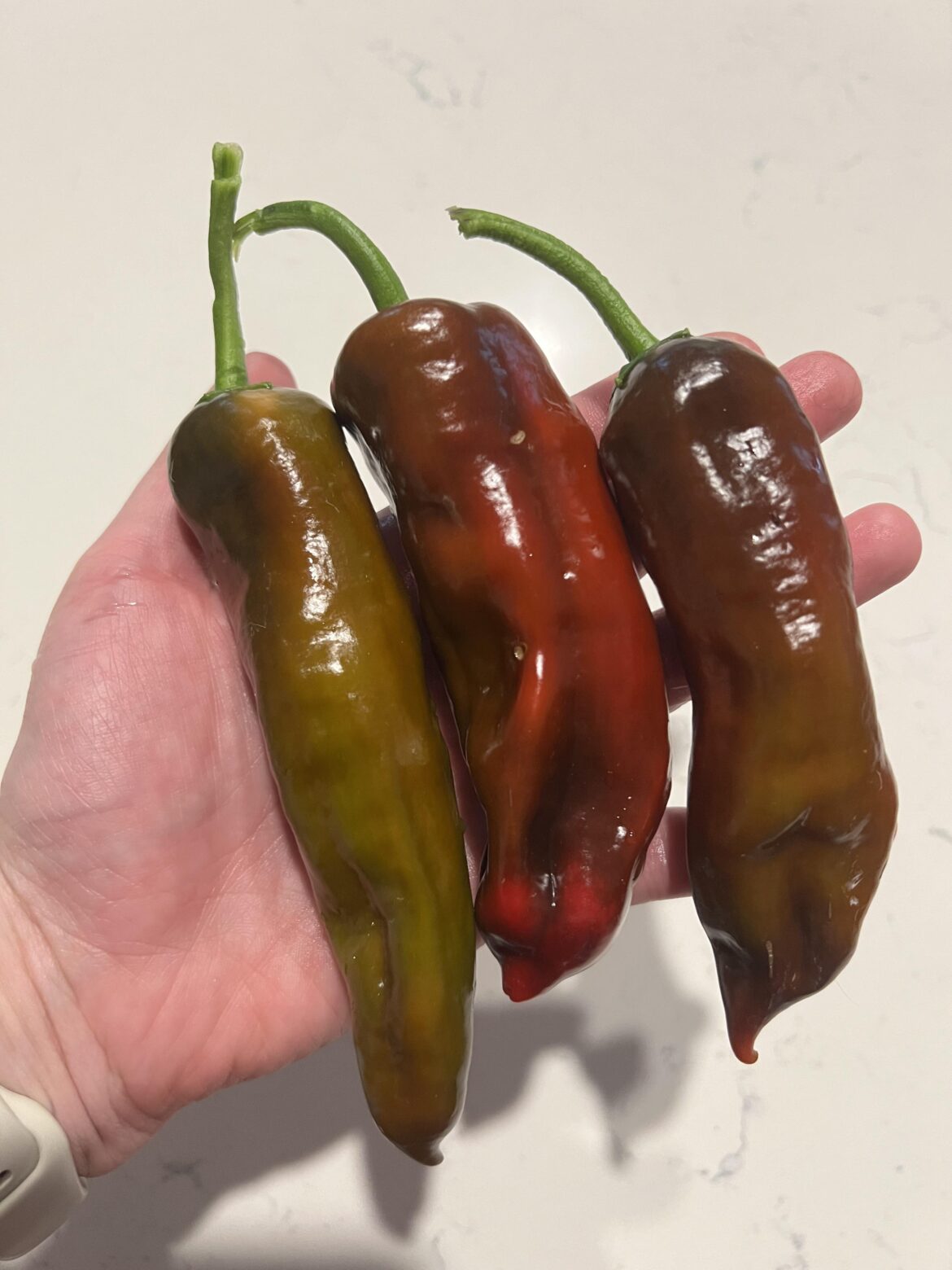 I may have peppergated myself? Or could this be a mutation?