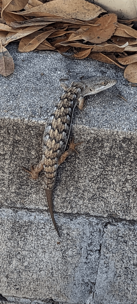 Meet the fella keeping my herb garden free from bugs