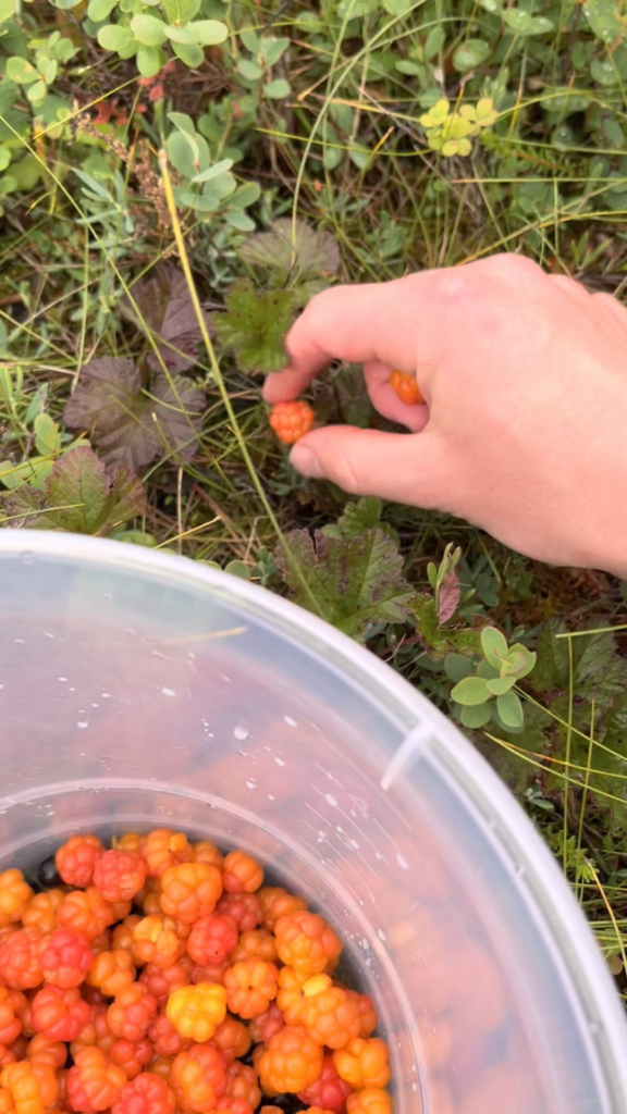 Cloudberry season is great this year!