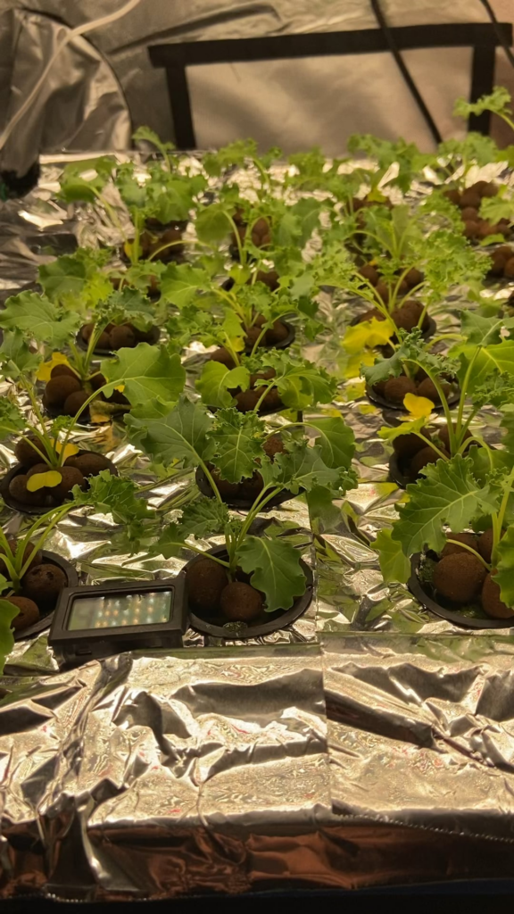 Too many plants? Thoughts? Kale, 28 plants. I can split them between another tote.