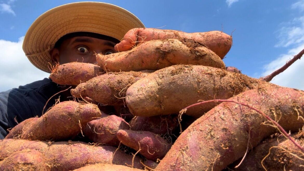 Purple Sweet Potato Harvest