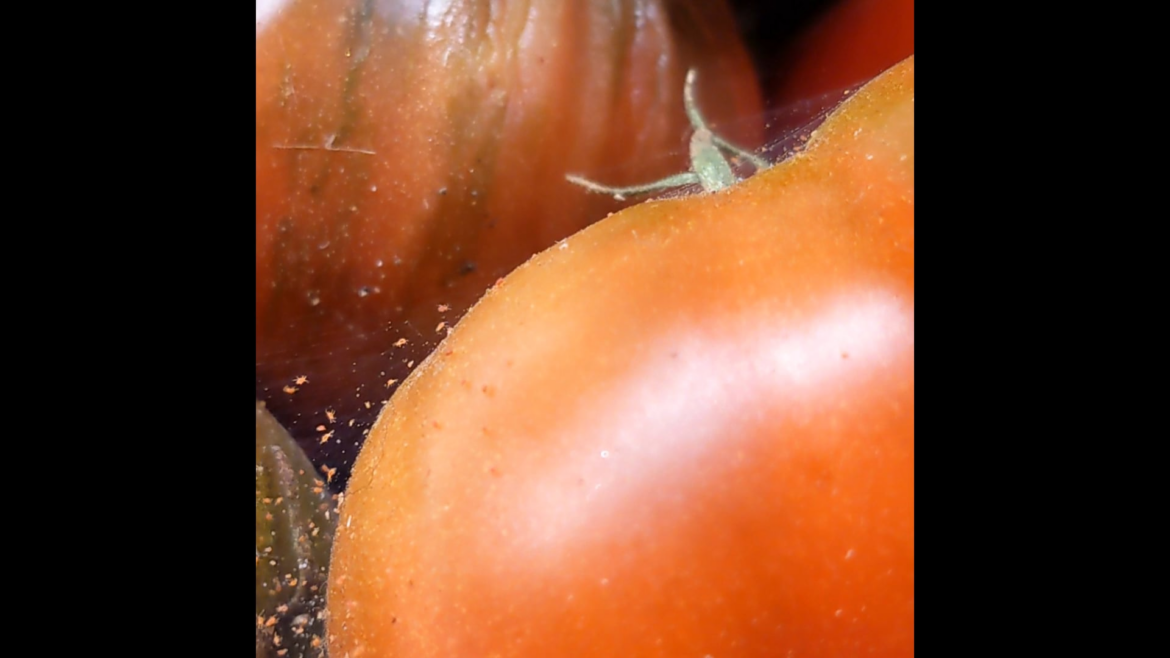 Little red bugs on tomatoes I picked yesterday, making webs. What are they?