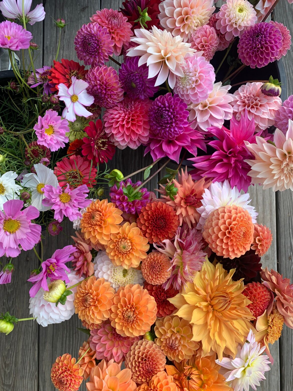 Sorry I keep posting dahlias :p