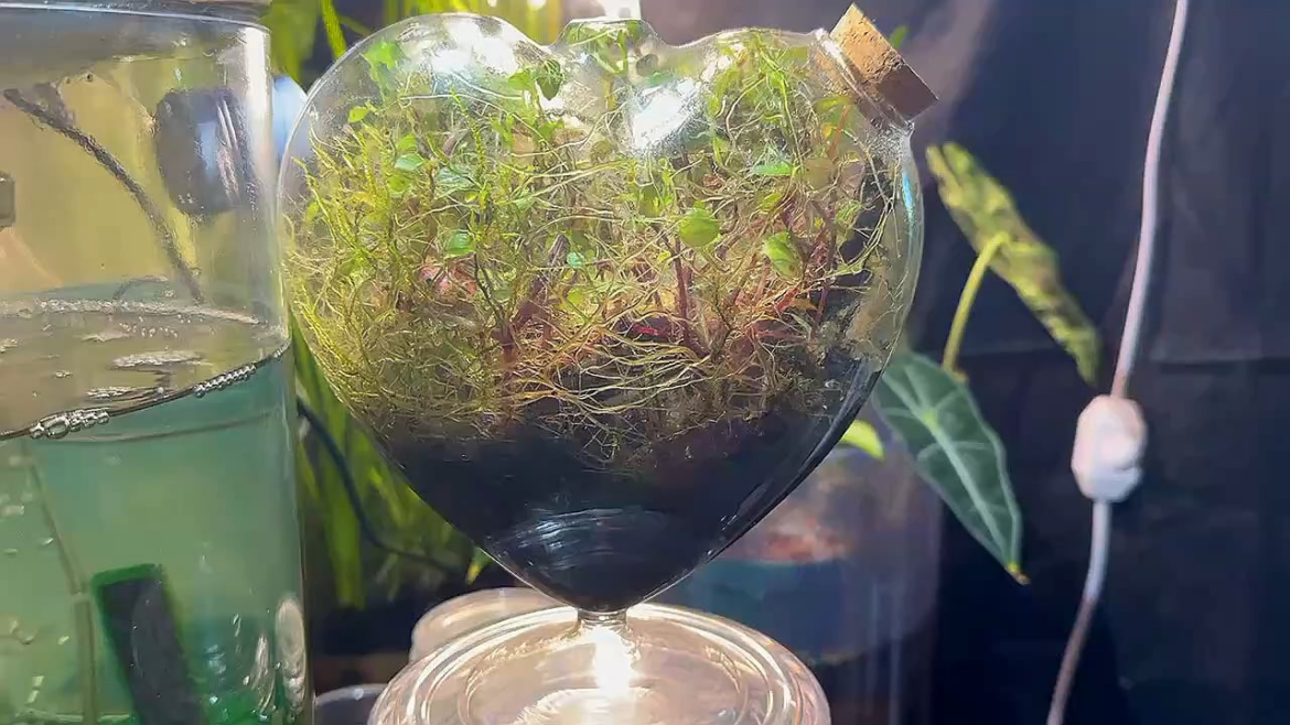 The Heart is 7 months old today