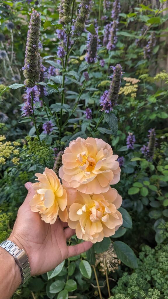 The Lark Ascending with Agastache