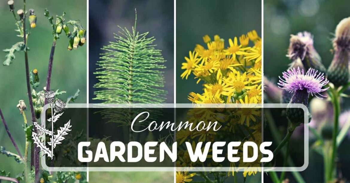 20 Most Common Garden Weeds You Need to Know