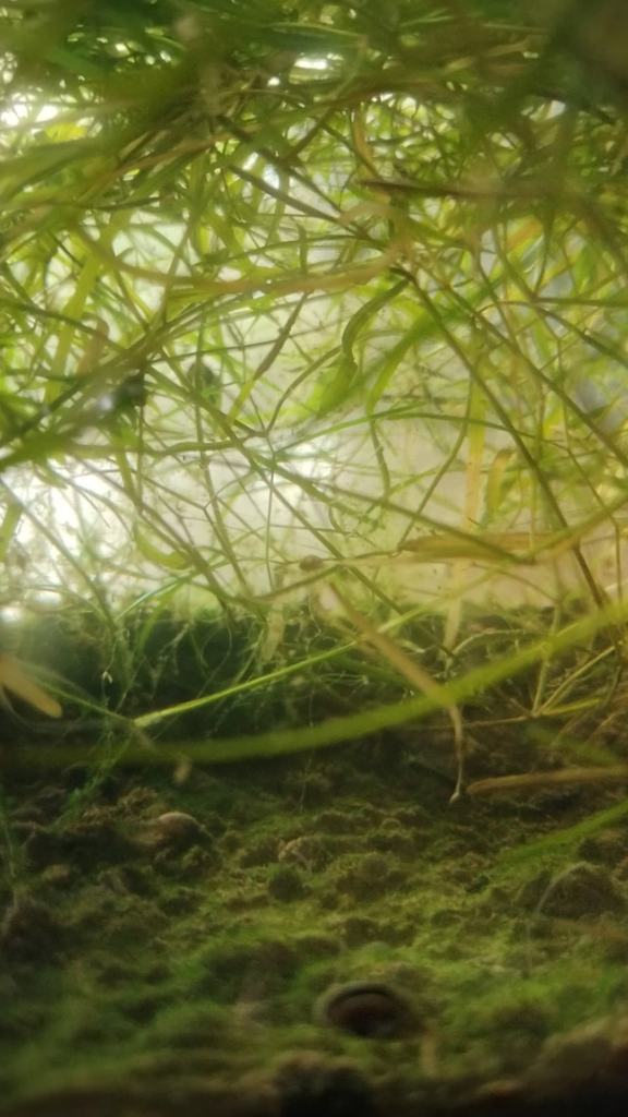 Year and 4 Month Old Ecosphere Year and 4 Month Old Ecosphere