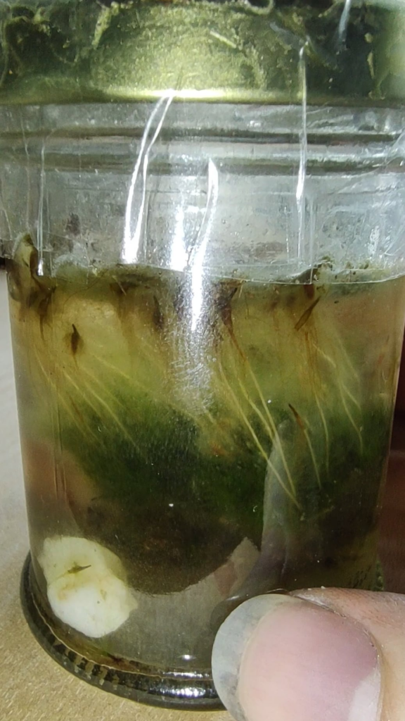 My six month old aquatic mini ecosphere.