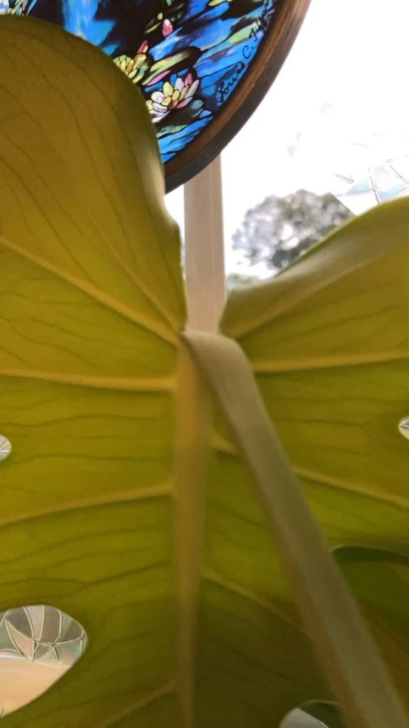 Is this a spider mites? I soaked the roots in rubbing alcohol to kill any eggs