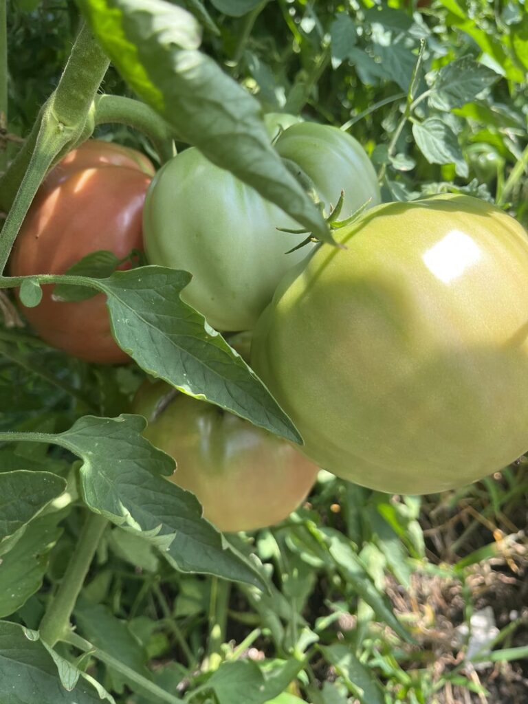 My biggest tomato this year