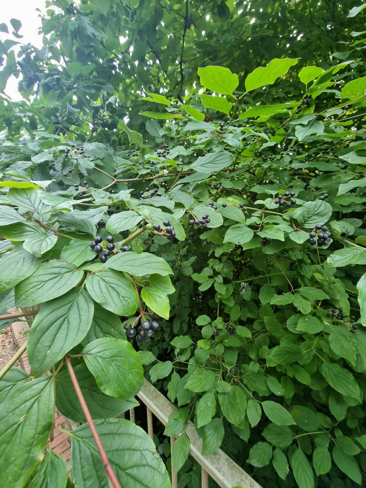 Are these blackcurrants? (Uk)