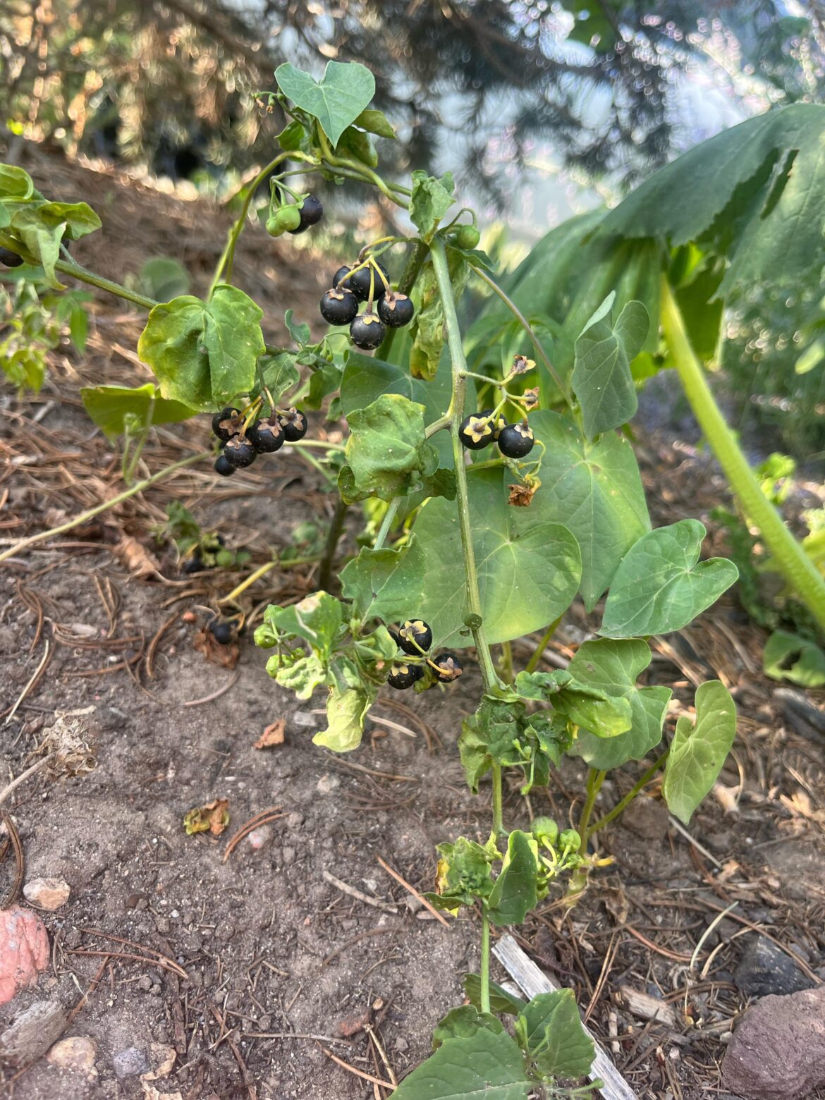What are these berries? Denver, CO.