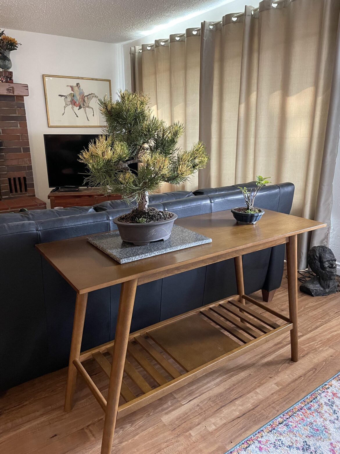 One of my variegated pines and a little apple accent