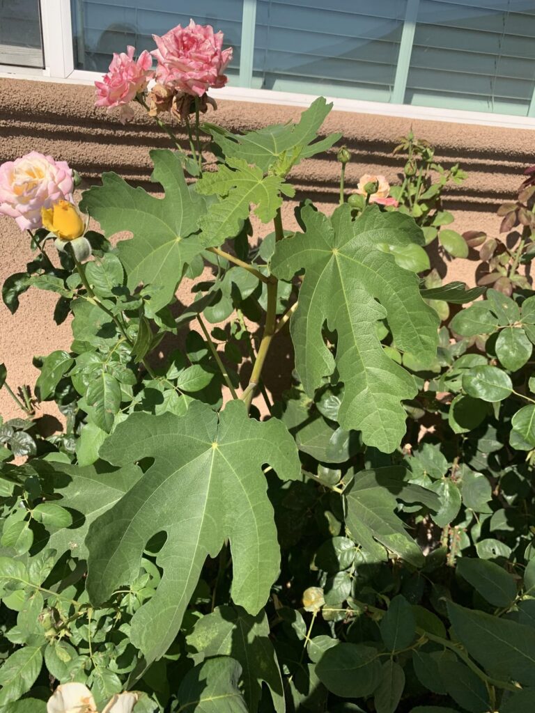 Is this a fig?