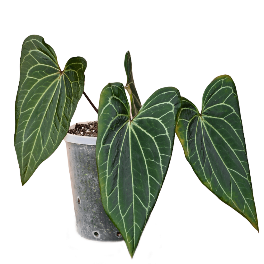 Unknown hybrid from Indonesia traded as Anthurium 'Ferrari' / Anthurium 'Stingray'