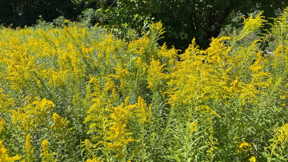 Goldenrod