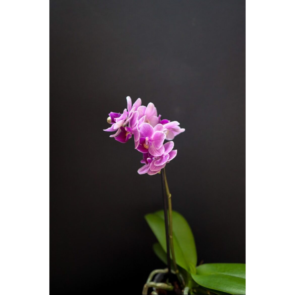 What kind of orchid is this?